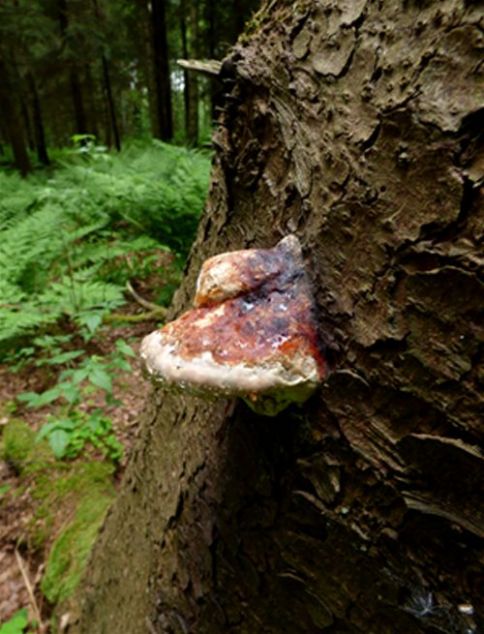 A young bracket exuding water droplets on fir in Kungalv, Sweden